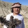 Afghan landrace seeds