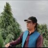 Afghan landrace seeds
