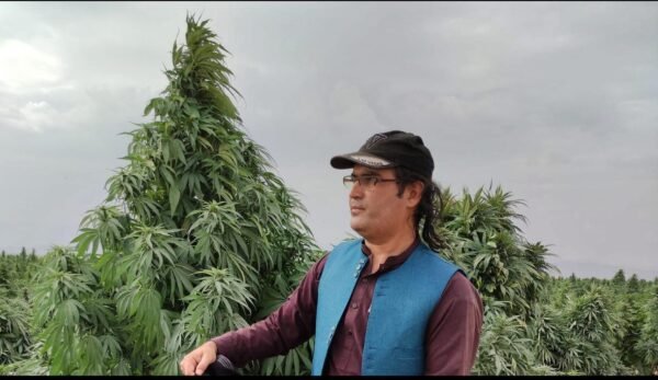 Afghan landrace seeds
