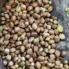 Afghan landrace seeds