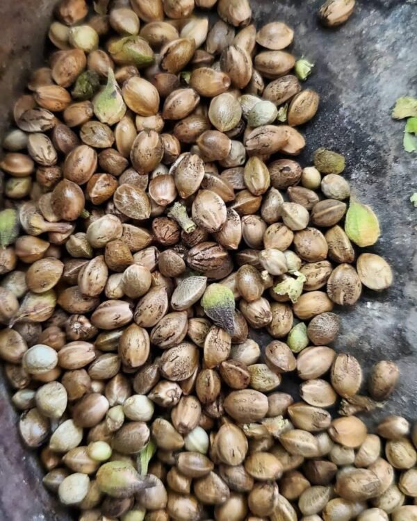 Afghan landrace seeds