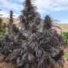 Afghan landrace seeds