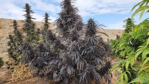 Afghan landrace seeds