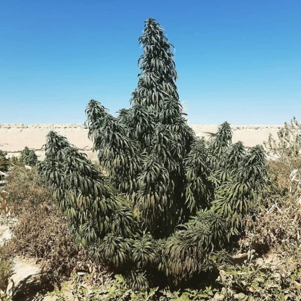 Afghan landrace seeds