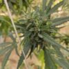 Afghan landrace seeds