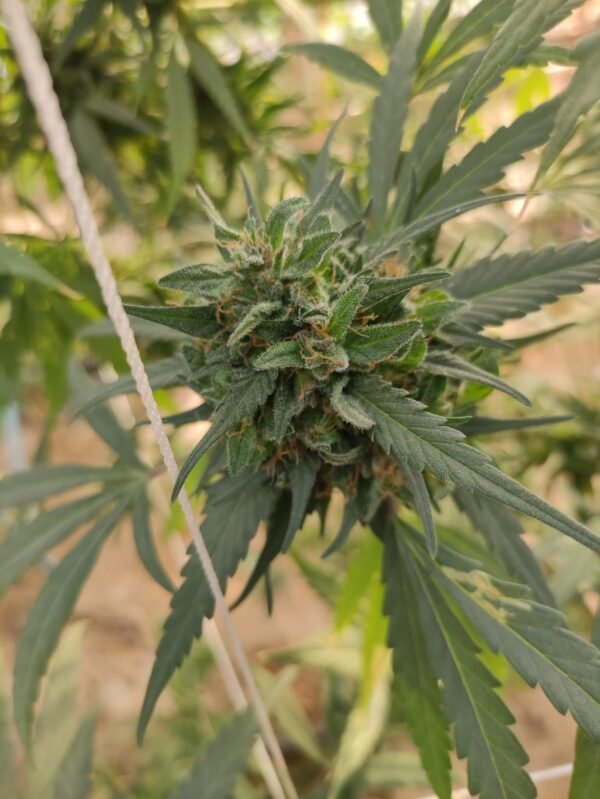 Afghan landrace seeds