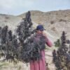 Afghan landrace seeds