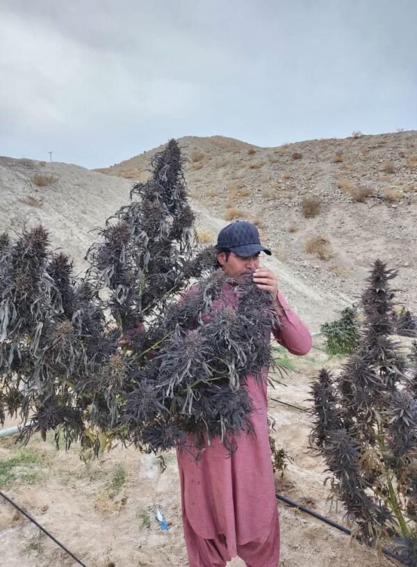 Afghan landrace seeds