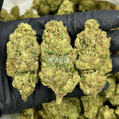 critical Kush