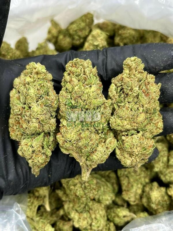 critical-Kush.jpg critical Kush