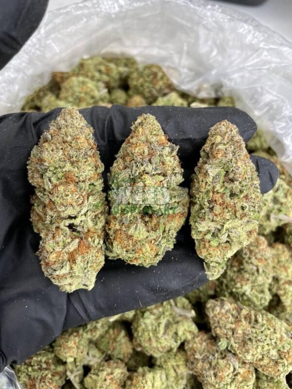 Lindsay OG
