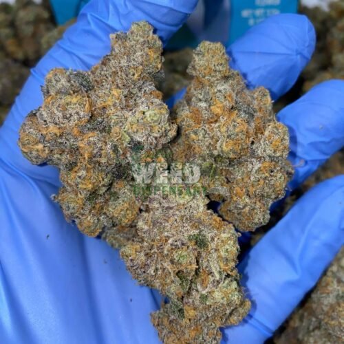 Exotic Gary Payton Strain